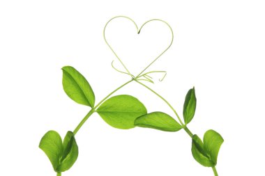Beyaz arkaplanda kalp sembolü ve yeşil yapraklar