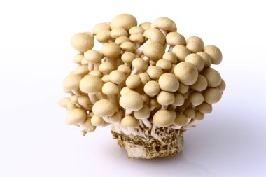 Beyaz arkaplanda shimoji mantarları