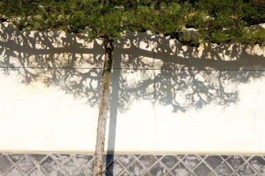 Ağaç gölgesi ve beton duvar