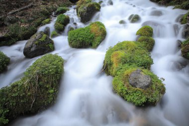 Ormandaki şelale manzarası