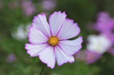 Bahçede çiçek açan kozmos çiçekleri