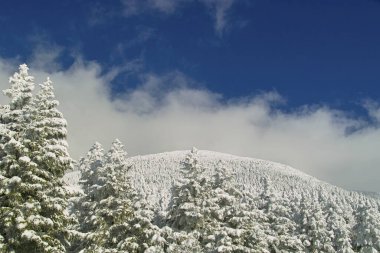 Karla kaplı ağaçlarla kaplı güzel kış manzarası