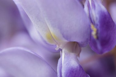 Güzel çiçekler, yakın görüş, doğa konsepti.