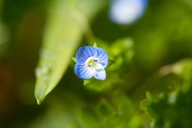 Güzel çiçekler, yakın görüş, doğa konsepti.
