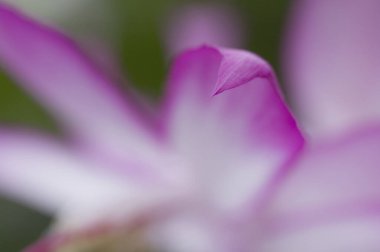 Güzel çiçekler, yakın görüş, doğa konsepti.