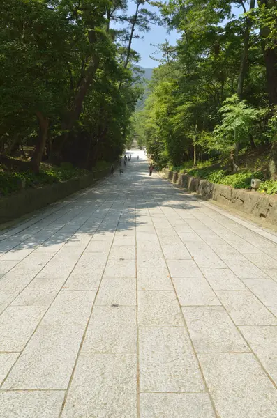 Yeşillik yeşil orman ağaçlarının arasından uzanan güneş taşı yolu.