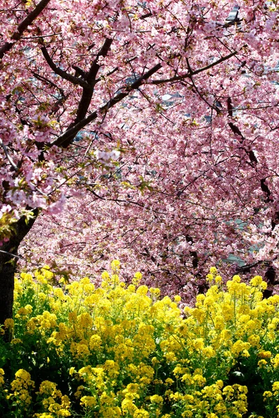 Piękne Wiosenne Kwiaty Parku — Zdjęcie stockowe