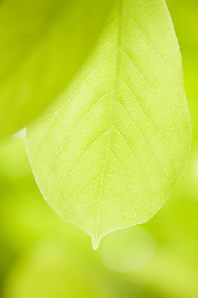 Makro Frischer Grüner Blätter Auf Verschwommenem Natürlichen Hintergrund — Stockfoto
