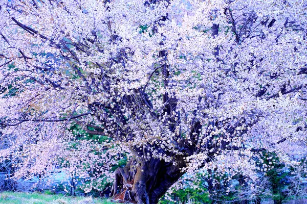 Bahçede güzel bahar çiçekleri