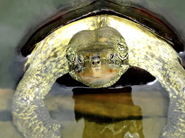cute turtle animal on background, close up