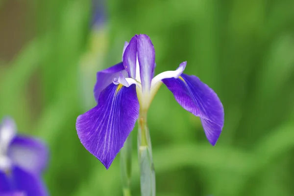 Vackra Iris Blommor Som Växer Trädgården — Stockfoto
