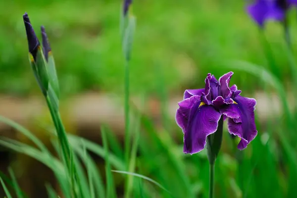 一片绿草中的紫色花朵 — 图库照片