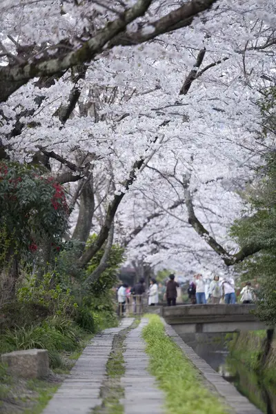 Park Kiraz Çiçekleri Japonya — Stok fotoğraf