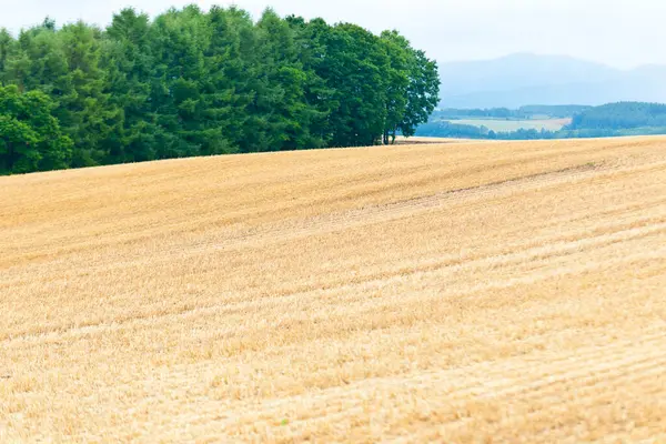 乡村麦田的美丽景色 — 图库照片