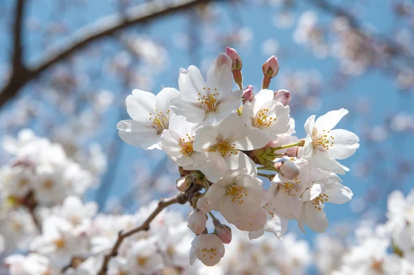 Närbild Skott Vackra Träd Blommor Vårparken — Stockfoto