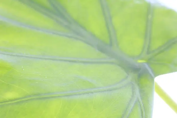 ハウスプラントの緑の葉 クローズアップビュー — ストック写真