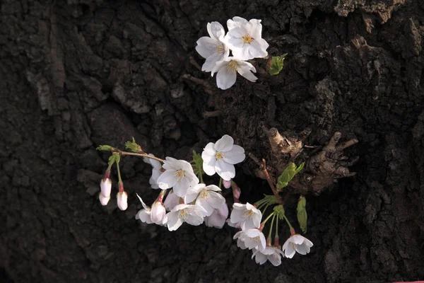 Bliska Widok Kilka Białych Kwiatów Drzewie — Zdjęcie stockowe