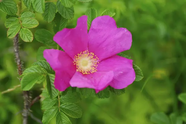 güzel pembe Gül yakın çekim