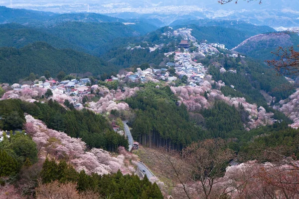 Japonya 'nın Nara kentindeki dağlarda çiçek açan güzel sakura ağaçlarının manzarası.