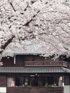 Japonya 'da ilkbaharda kiraz çiçekleri açar.