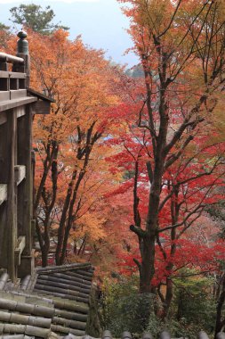 Japon parkında sonbahar mevsiminde renkli yapraklar ve ağaçlar