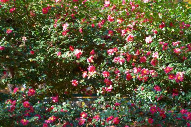 Güzel çiçekler, yakın görüş, doğa konsepti.