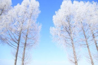 Karla kaplı ağaçlarla kaplı güzel kış manzarası         