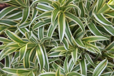 Rengarenk yapraklar, kabuklu bitkiler. 