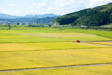 Çeltik pirinç tarlaları