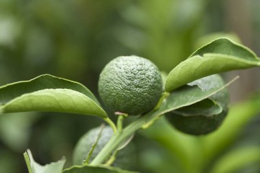 Ağaçta sallanan limonların yakın görüntüsü 
