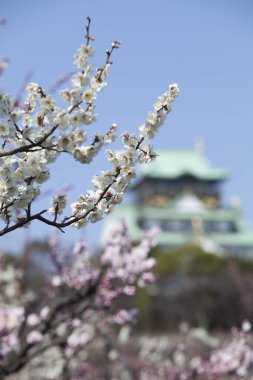 kiraz ağaçları doğa arka planı 