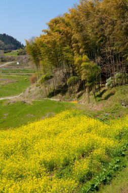 Kırsalda bahar çiçekleri