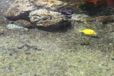 Sualtı sahnesi, suda şirin küçük balıklar.