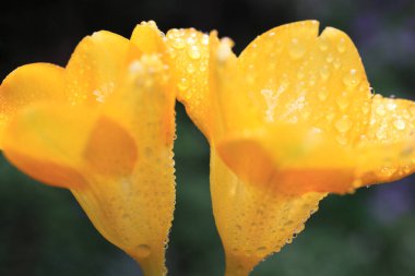 sarı çiçeğe makro su damlası