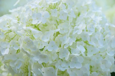 Bahçede çiçek açan güzel ortanca çiçekleri