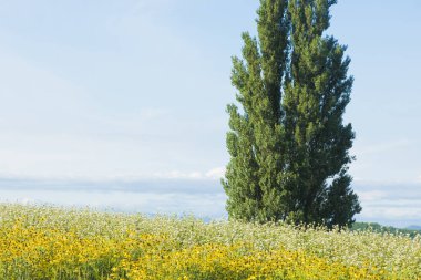Kır çiçeklerinin arasında yapayalnız bir ağaç.