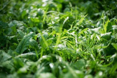 Bahçede yetişen taze yeşil otlar.. 