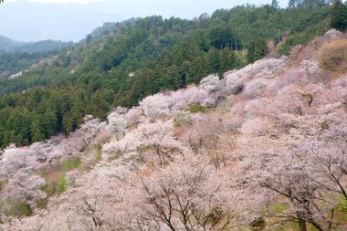 Japonya 'nın Nara kentindeki dağlarda çiçek açan güzel sakura ağaçlarının manzarası.
