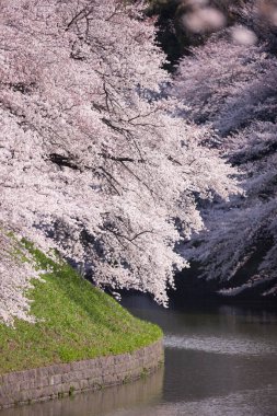 Japonya 'da kiraz çiçekleri, Tokyo 