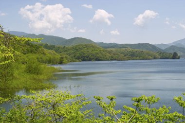 Ormandaki güzel göl ve yeşil ağaçlar  