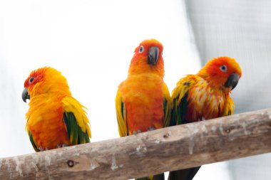 Tahta sopaya tüneyen güzel papağanlar, yakın plan.