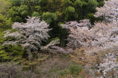 Japonya 'nın Nara kentindeki dağlarda çiçek açan güzel sakura ağaçlarının manzarası.