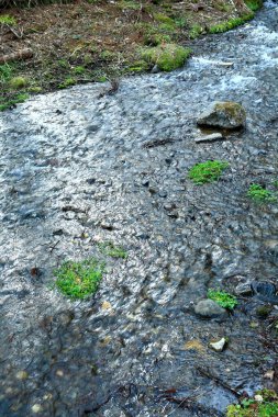 Ormanın güzel manzarası. 