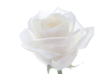 Beyaz bir arka plan üzerinde izole güzel beyaz gül