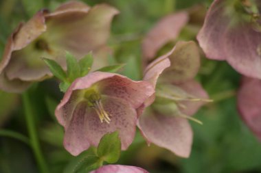 Yüksüğün pembe çiçeği