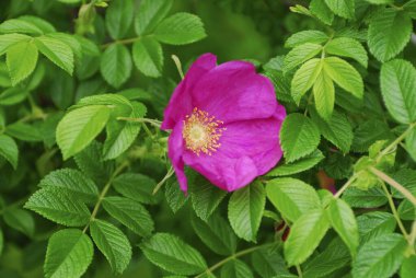 Pembe Gül çiçek bahçesinde