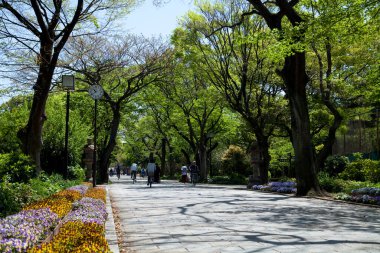 Japonya 'da çiçekli güzel bir park manzarası
