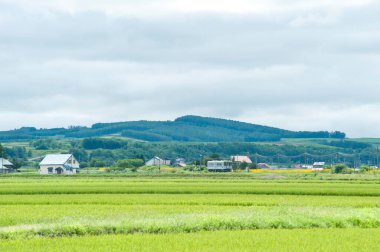 Japonya 'nın güzel pirinç tarlaları ve köyü