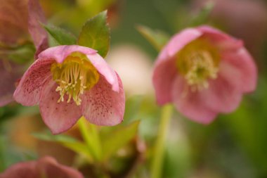Bahçedeki güzel çiçek.