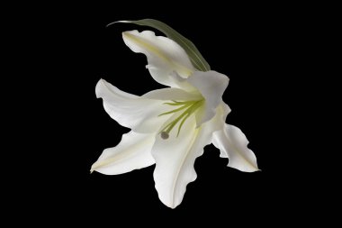 Siyah arkaplanda beyaz zambak çiçeği